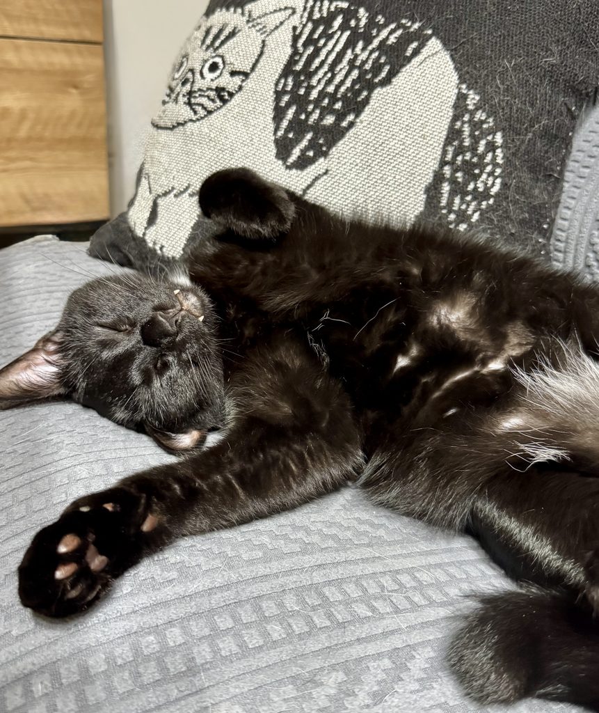 猫がキャリーに入らず病院へ連れて行けない方へ